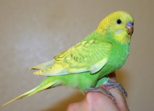 Rare grey wing budgie with blue belly seen from side on a