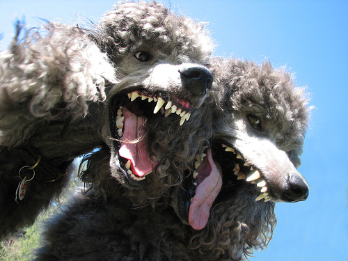 are poodles crazy