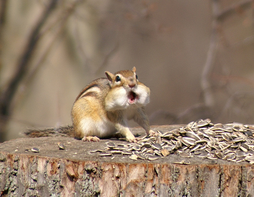 Cheeky Chipmunk Puppies Are Prozac