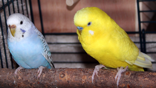 Budgie Parakeet Baby Pictures (2010 Round 2)