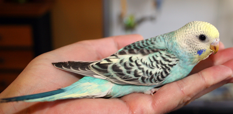 Budgie Parakeet Baby Pictures (2010 Round 2)