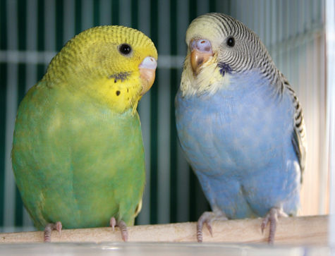 Budgie Parakeet Baby Pictures (2010 Round 2)