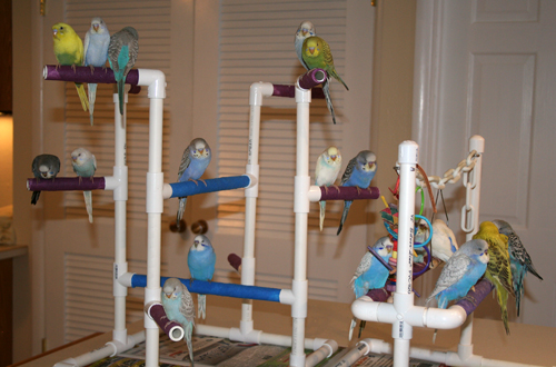 Budgie 2024 jungle gym