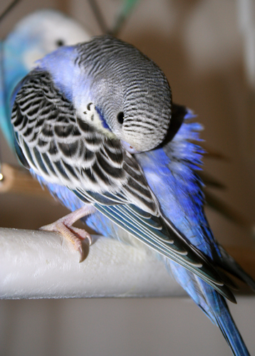 Budgie Parakeet Colors, Varieties, Mutations, Genetics